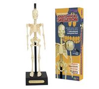 Anatomical Skeleton Model - 30cm High, Perfect for Learning Human Anatomy!