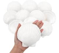 Funvalley Surperfect 10PCS Natural White Scallop Shells 4-5 Inch | Large Seashells from Ocean Beach | DIY Craft Supplies, Fish Tank Decor, Vase Filler, Wedding Centerpieces (Premium Quality)