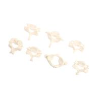 FUOYLOO Anatomy Model Human Cervical Spine Life Size 7 Vertebrae Medical Teaching Tool for Student Learning and Clinical Practice