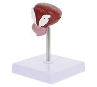 FUOYLOO Portable Brown Plastic Bladder Anatomical Model with Lifelike Appearance for Human Bladder, for Physiology and Anatomy Classes, Suitable as A Biological Teaching Aid for Students