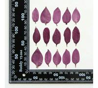 FUPOHUA Dried Fruit Bag viridiflora Pall Petal Flower Resin Epoxy Jewelry Card Bookmark Frame Phone Case Makeup Lamp 60pcs