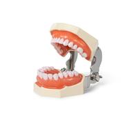 FUREIN SMILE Dental Typodont Teeth Model - Practice Dentist Tooth Models for Dental Students Removable Teeth Suitable for Teaching Practice and Study with a Small Screwdriver
