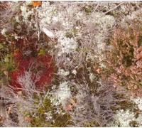 Fursaxa - Mycorrhizae Realm [VINYL]