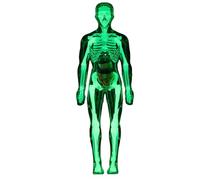 Furtryvl Human Body Model | Human Body Anatomy Science Model,Realistic Toy Skeleton Figure with Educational Design for Science Study Classroom Preschool Lab Doctor Dentist Students Adults Learning