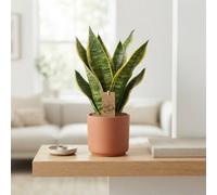 Futura Superba Snake Plant (Sansevieria Trifasciata) - 12Cm Pot