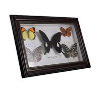 FUTUREORYY Real Butterfly Framed Display Frame with Wooden Shadow Box, Retro-inspired Aesthetic and Practicality for Settings and Living Space Wall Decoration