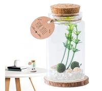 FxaumsGxuk Mini Bottles with Cork,Desktop Glass Bottle Decor | Storage Decoration Miniature Stylish with Wooden Corks for Home Crafts Desktop Ornament Family Friends Drift Message Wishing