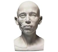 FXNFXLA Generic Planar Head Model, Human Skeleton Head Skull Model, Artists Learn Planes of Face, Skull Muscle Plane Head for Medical and Artistic Drawing Sketching Painting