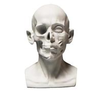 FXNFXLA Generic Planar Head Model, Human Skeleton Head Skull Model, Artists Learn Planes of Face, Skull Muscle Plane Head for Medical and Artistic Drawing Sketching Painting
