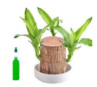 FYKZQWDS Brazilian Wood Plant,Lucky Bamboo Plant Indoor Lucky Bamboo Suitable for Home Office Decoration Interior Decoration Enhanced The Aesthetic Appeal of The Workspace