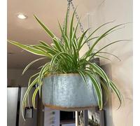 Fyne-Finds Grey Metal Hanging Plant Pot Flower Basket Garden Planter Gold Decorative Rim Gift