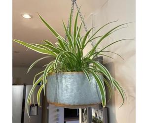 Fyne-Finds Grey Metal Hanging Plant Pot Flower Basket Garden Planter Gold Decorative Rim Gift