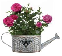 Fyne-Finds Metal Watering Can Plant Pot 40cm, 16inch Honey Comb Bumble Bee Planter Pot Tin Pail Gold Decor