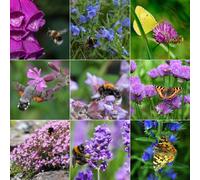 Fyne Herbs Bee & Butterfly Herbs x9
