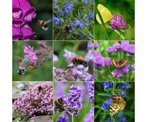 Fyne Herbs Bee & Butterfly Herbs x9