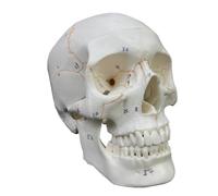 FytStycale Educational Human Head Model Life Size for Medical Students, Classroom, European and American Numbered White Skull