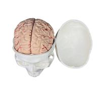 FytStycale Educational Human Head Model Life Size for Medical Students, Classroom, European and American White Skull with 8-Part Brain Model
