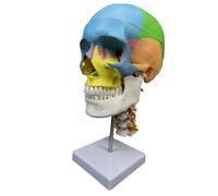 FytStycale Educational Human Head Model Life Size for Medical Students, Classroom, European and American Colored Skull with Cervical Spine