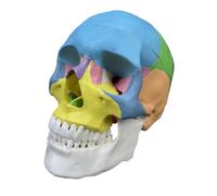 FytStycale Educational Human Head Model Life Size for Medical Students, Classroom, European and American Colored Skull