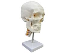 FytStycale Educational Human Head Model Life Size for Medical Students, Classroom, European and American White Skull with Cervical Spine