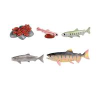 FytStycale Life Cycle of Salmon Toys Teaching Tools Preschool Daycare Presentations
