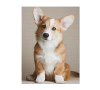 FZGGWYHL Corgi Dog-beige printed Flannel Blanket throw blanket