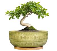G EPGardening Bonsai Tree Pot - 8 Inch Ceramic Planter for Indoor Plants Flower, Shallow Round Succulent Bowl with Drainage and Saucer, Boho Office Decor, Gifts for Plant Lovers, Green