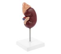 Gadpiparty 1:1 Life Size Human Kidney and Adrenal Gland Anatomical Model, Plastic Removable 2 Parts with Stand, for Biology Class Accessory and Patient Education in Hospital Or Physical