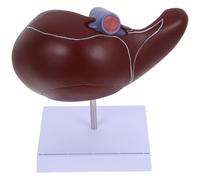 Gadpiparty Liver Base Model Display Teaching and Education for Plastic Realistic Human Anatomical with Brown School