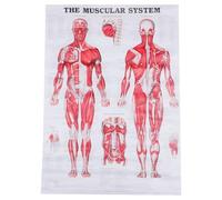 Gadpiparty Muscular Anatomy Poster Wall Chart Cloth Material Practical Teaching Poster for School and Laboratory Use Detailed Human Anatomy Chart