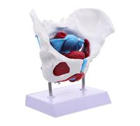 Gadpiparty Pelvic Anatomy Model PVC Female Pelvis Educational Teaching Tool with Muscle Structure Portable and Easy to Clean for Medical School Hospital Research