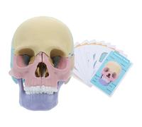 Gadpiparty Realistic Anatomical Human Skull Model Detachable Colored Exploded Design for Medical Science Study Teaching Oral and Cranial Anatomy Education