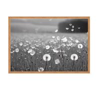 GAEKKO Wall Picture Dandelion Field in Black and White on Photo Board with Picture Frame 60 x 40 cm