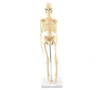 GAESHOW 17.7“ High Full Body Human Body Skeleton Model for Anatomy, Mini Human Skeleton Model with Movable Arms and Legs Bones Structures for Medical Teaching Students Learning