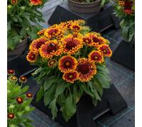 Gaillardia ‘Mariachi Copper Sun’ Plug Plant x 4. Perennial copper orange flowers. Ideal for bees & pollinators. Available from Bedwen Plants!