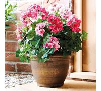 Gainsborough Artificial Potted Flowers Pink Geranium, No Watering Or Pruning, Bronze Weatherproof Pot, Dia. 28Cm, H56Cm