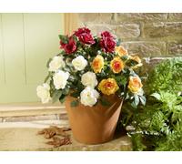 Gainsborough Set Of 3 Artificial Rose Picks In Pink, White And Orange For Pots And Hanging Baskets, H30Cm