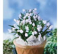 Gainsborough Set Of 3 Artificial Snowdrop Picks, Weather Resistant And Maintenance Free, Ideal For Pots And Window Boxes