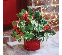 Set of 3 Holly & Berry Picks