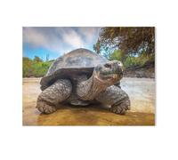 Galápagos giant tortoise, Ecuador，Jigsaw Puzzles 1000 Pieces for Adults, Classic Puzzle Kids Puzzle Challenging And Difficult Puzzles for Adults And Teens（50x70cm）-I53