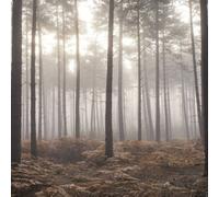 Galerie Atmosphere Brown Forest Wall Mural