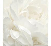 Galerie Atmosphere White Rose Wall Mural