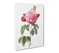 Gallic Rose In Pink By Pierre Joseph Redoute Canvas Print | Gallery Wrapped 30mm Frame Wall Art | 20x14 inches | Ready to Hang | Retro Floral Picture | Living Room Bedroom Lounge Office