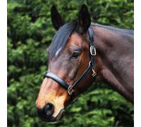 Gallop Leather Padded Headcollar - Pony · Black