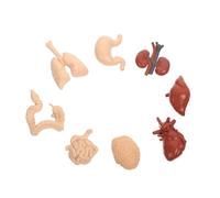 GALPADA 1 Set Human Organs Model Realistic Teaching Aid for Anatomy Education for Learning and Cognitive Development Crafted From High Grade Material