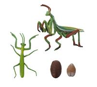 GALPADA 1 Set Mantis Life Cycle Model Realistic Growth Cycle Figurines for Early Education Nature Teaching Imaginative Play for Preschool Interactive Learning Activities