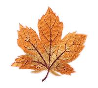GALPADA 12pcs Embroidered Maple Leaf Applique Patches for Clothing, Yellow Embroidery Material, Iron-on and Wireless Stitch Features, for DIY Sewing Projects and Garment Accessories