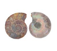 GALPADA 2Pcs Natural Ammonite Specimens Educational Models for Collection Sliced Decor Unique Organic Shapes for Home Office Display