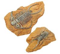 GALPADA 2Pcs Simulation Fossil Decor for Reptile Boxes Resin Trilobite Landscape Decorations for Gecko Snake and Lizard Habitats Lightweight Durable and Safe for Pets