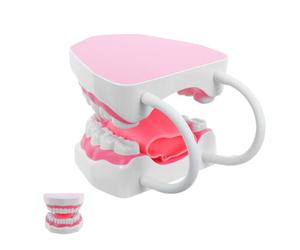 GALPADA Adult Dental Hygiene Tooth Model for Teeth Study Prop with PVC Material and Easy to Clean Surface, Portable Design for Varied Learning Environments and Home Use